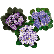 Flor Violeta Pote 11 1un