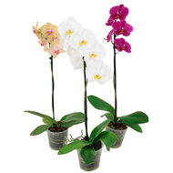 Flor Orquídea Phalaenopsis Pote 12 1un