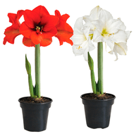 Flor Amaryllis Pote 14