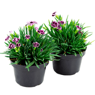 Flor Dianthus Pink Kisses Pote 11