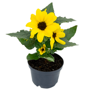 Flor Mini Girassol Pote 11
