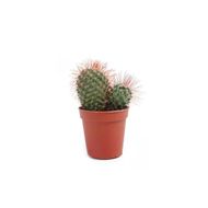 Mini Cactus Pote n06 1un