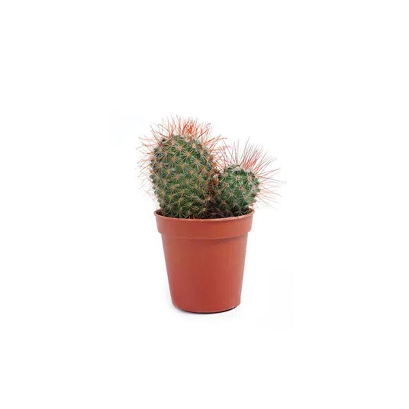 71136