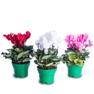 Flor Cyclamen Pote 14 1un