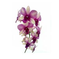 Flor Orquídea Denphalaen Pote 13 1un