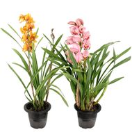 Flor Orquídea Cymbidium Pote 18 1un