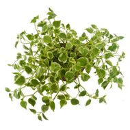 Planta Peperômia Scandens Pote 21 1un