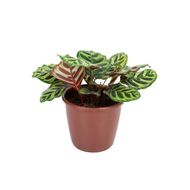 Planta Maranta Variado Pote 12 1un