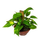 Planta Jiboia Variada Cuia 13 1un