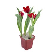 Flor Tulipa Pote n12 Quadrado Variado un